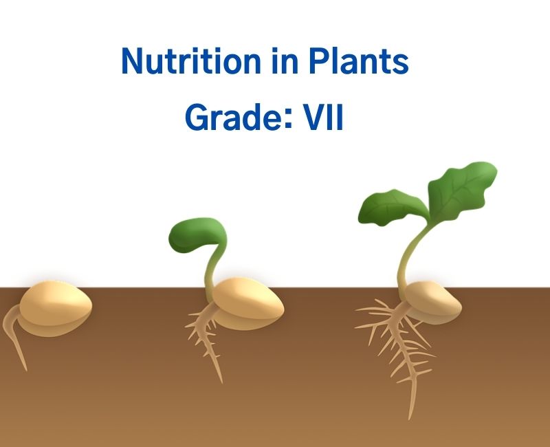 Plants nutrition