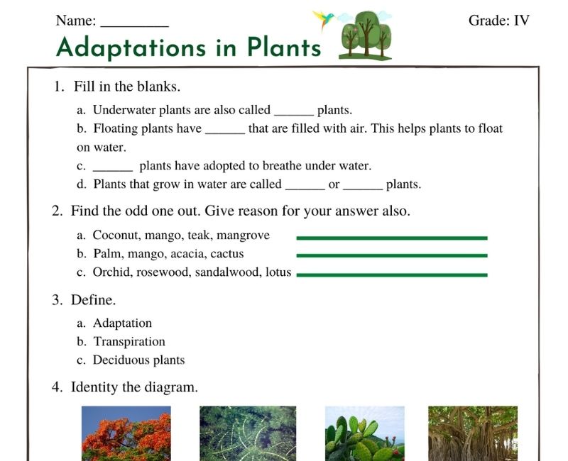 Adaptations in Plants | CBSE Grade 4 worksheet