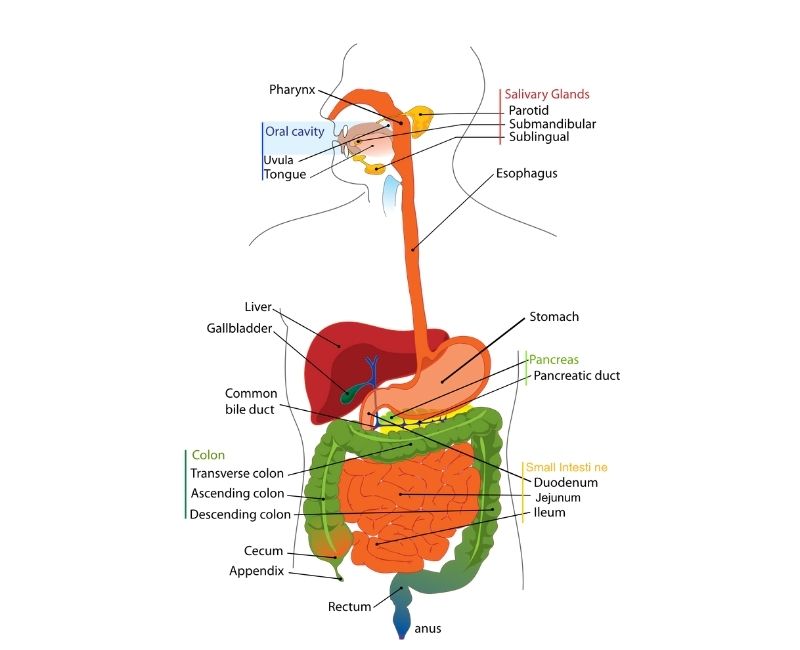 Human Digestive System - Diagram, Full Process (with Flow chart)