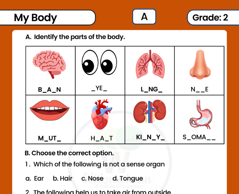 fun-and-educational-evs-worksheet-for-class-2-my-body
