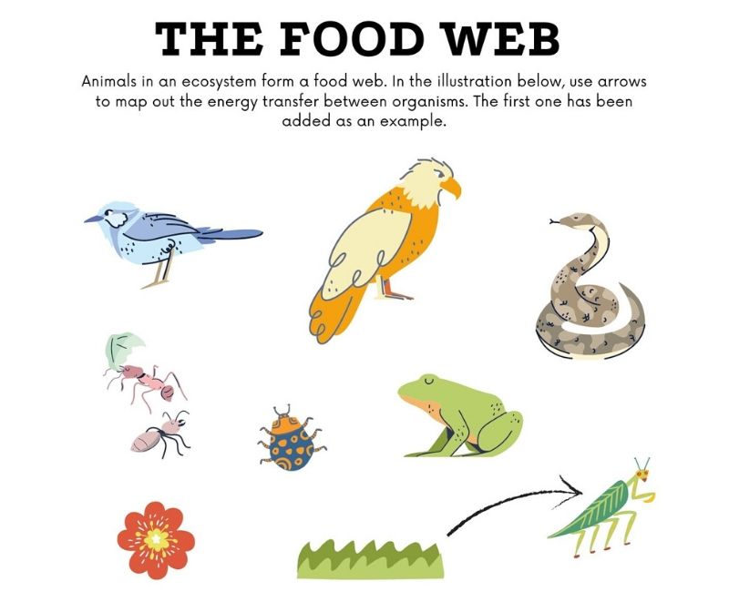 food web worksheet