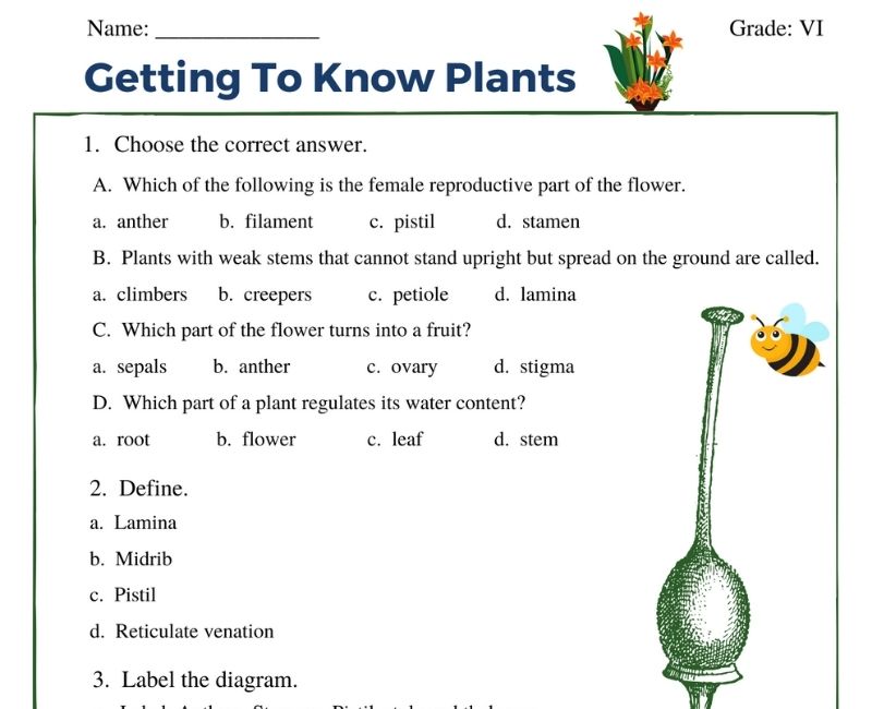 getting to know plants class 6 worksheet
