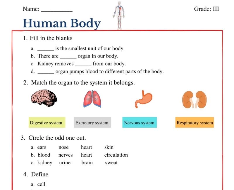 human body worksheet pdf our body class 3 cbse