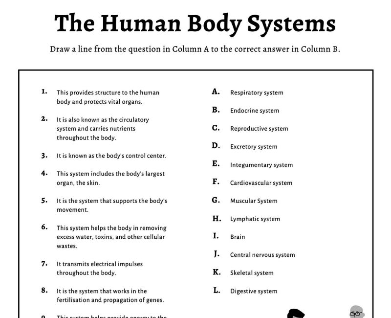 human body systems matching activity printable worksheet