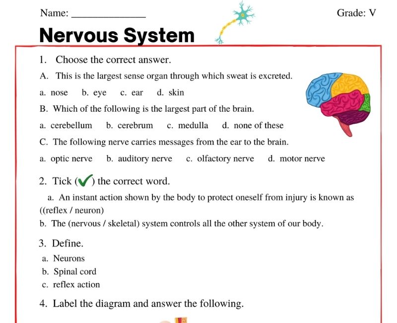 Nervous System Worksheet For Class 5 Students Anatomy And Function