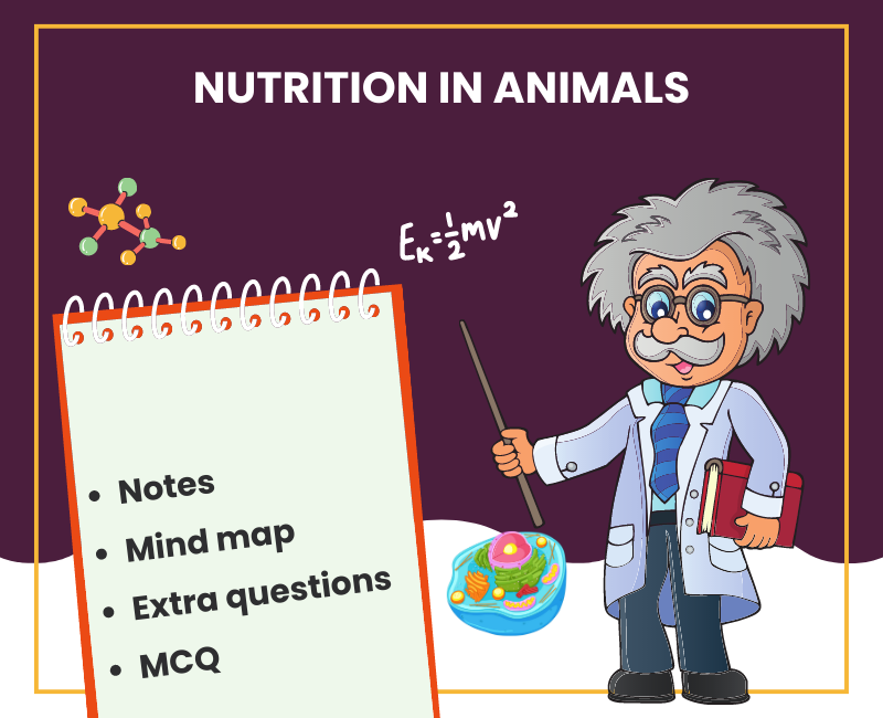 Nutrition In Animals Class 7: Notes, Extra Questions and Practice MCQ's