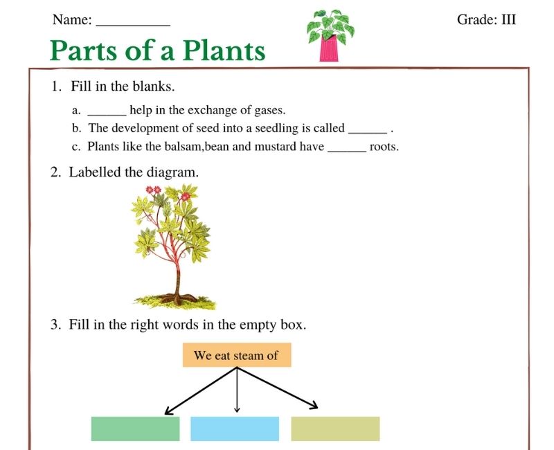 parts of a plant 3rd grade worksheets