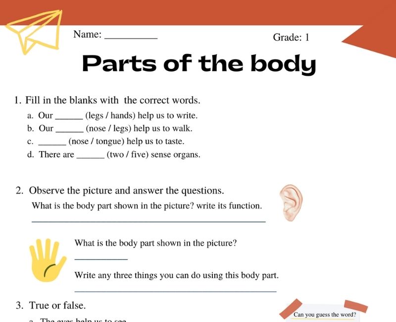 parts of the body worksheet for grade 1