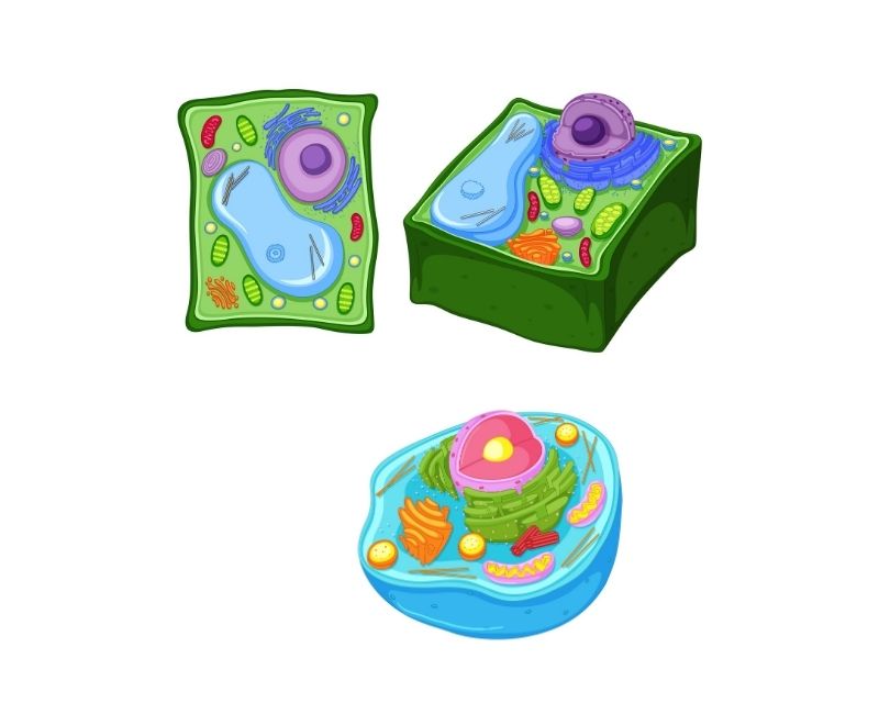 Plant cell and Animal cell Diagram