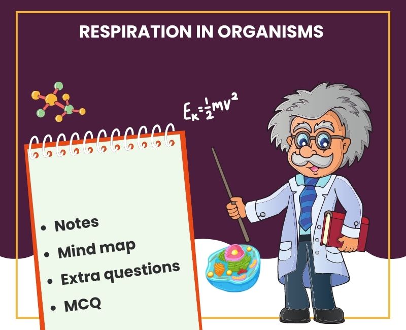 Respiration in Organisms - Class 7 Notes