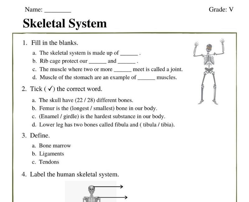 Engaging Skeletal System Worksheets For Class 5 Students