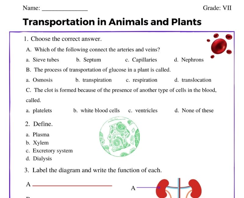 Transportation in Animals and Plants class 7 | worksheet